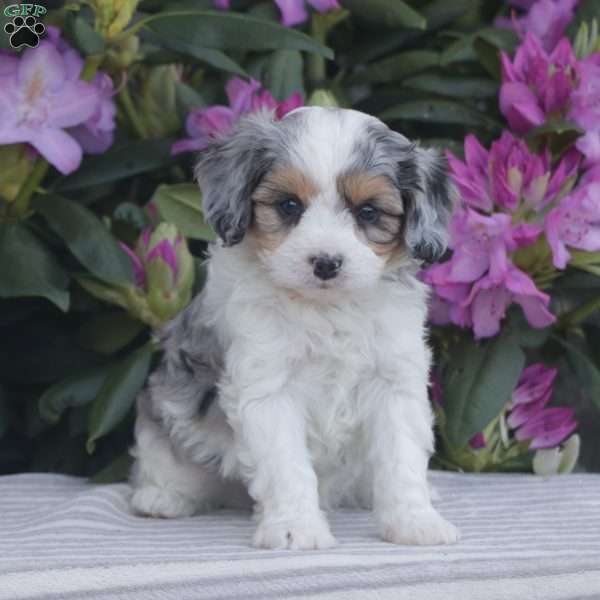 Pebbles, Cavapoo Puppy
